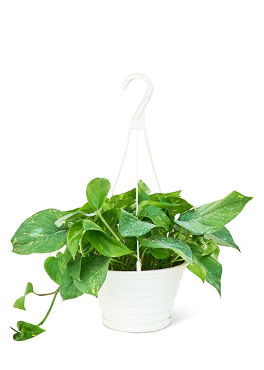 Large size Golden Pothos in a planters hanging pot with a white background
