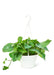 Large size Golden Pothos in a planters hanging pot with a white background