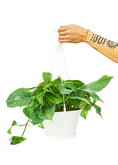 Large size Golden Pothos in a planters hanging pot with a white background with a hand holding the hook of the pot