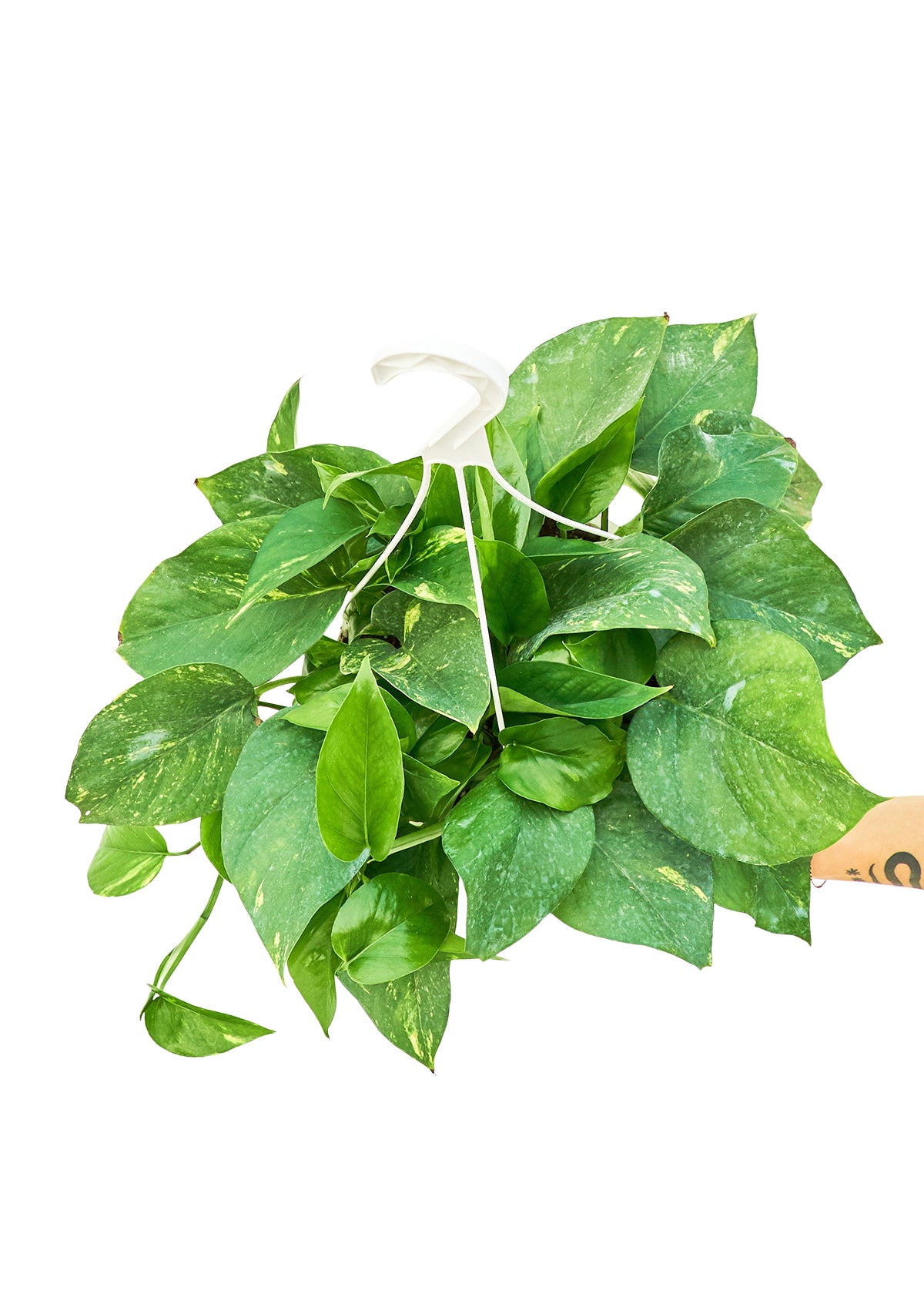 Large size Golden Pothos in a planters hanging pot with a white background with a hand holding the bottom of the pot to show the top view