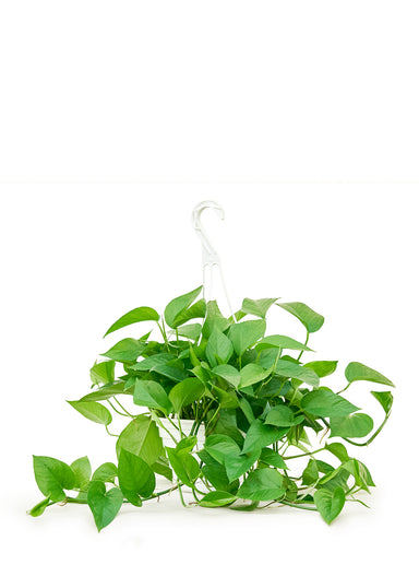 Large Hanging Pothos Jade Plant in a hanging growers pot with a white background