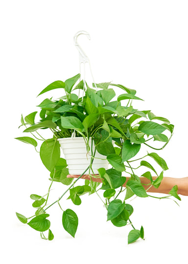 Large Hanging Pothos Jade Plant in a hanging growers pot with a white background with a hand holding the pot underneath