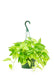 Large Neon Pothos Hanging Plant in a growers pot and a white background 