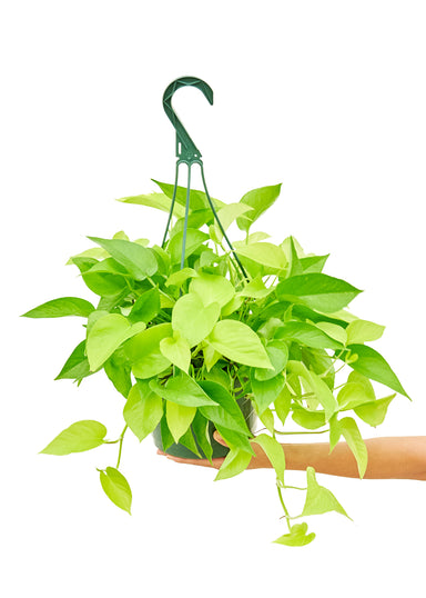 Large Neon Pothos Hanging Plant in a growers pot and a white background with a hand holding the bottom of the pot