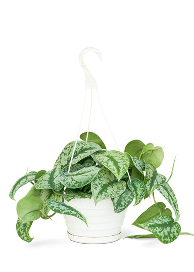 Large Hanging Silvery Ann Scindapsus Plant with a white background