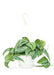 Large Hanging Silvery Ann Scindapsus Plant with a white background