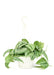 Large Hanging Exotica Silver Pothos Plant in a growers hanging basket with a white background