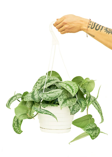 Large Hanging Exotica Silver Pothos Plant in a growers hanging basket with a white background with a hand holding the hook of the basket