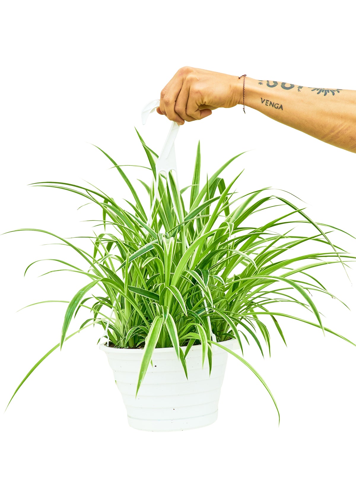 Large size 'Reverse' Spider Plant in a hanging growers pot with a hand holding the hook on a white background