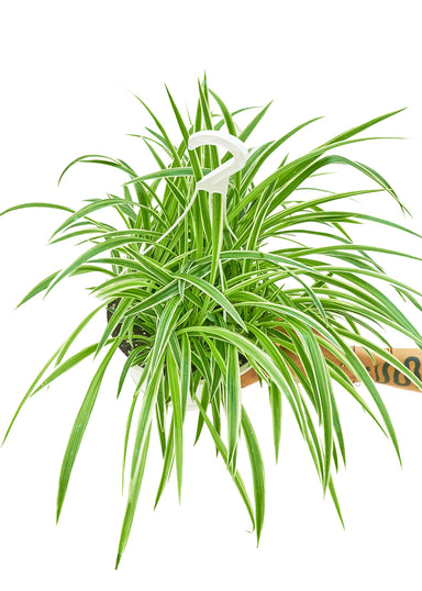 Large size 'Reverse' Spider Plant in a hanging growers pot with a hand holding the bottom to show top view on a white background