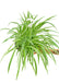 Large size 'Reverse' Spider Plant in a hanging growers pot with a hand holding the bottom to show top view on a white background