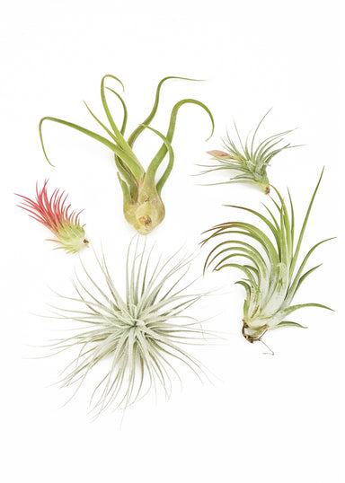 Mystery Air Plant Box 5-Pack showing 5 different air plants with a white background