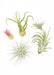 Mystery Air Plant Box 5-Pack showing 5 different air plants with a white background
