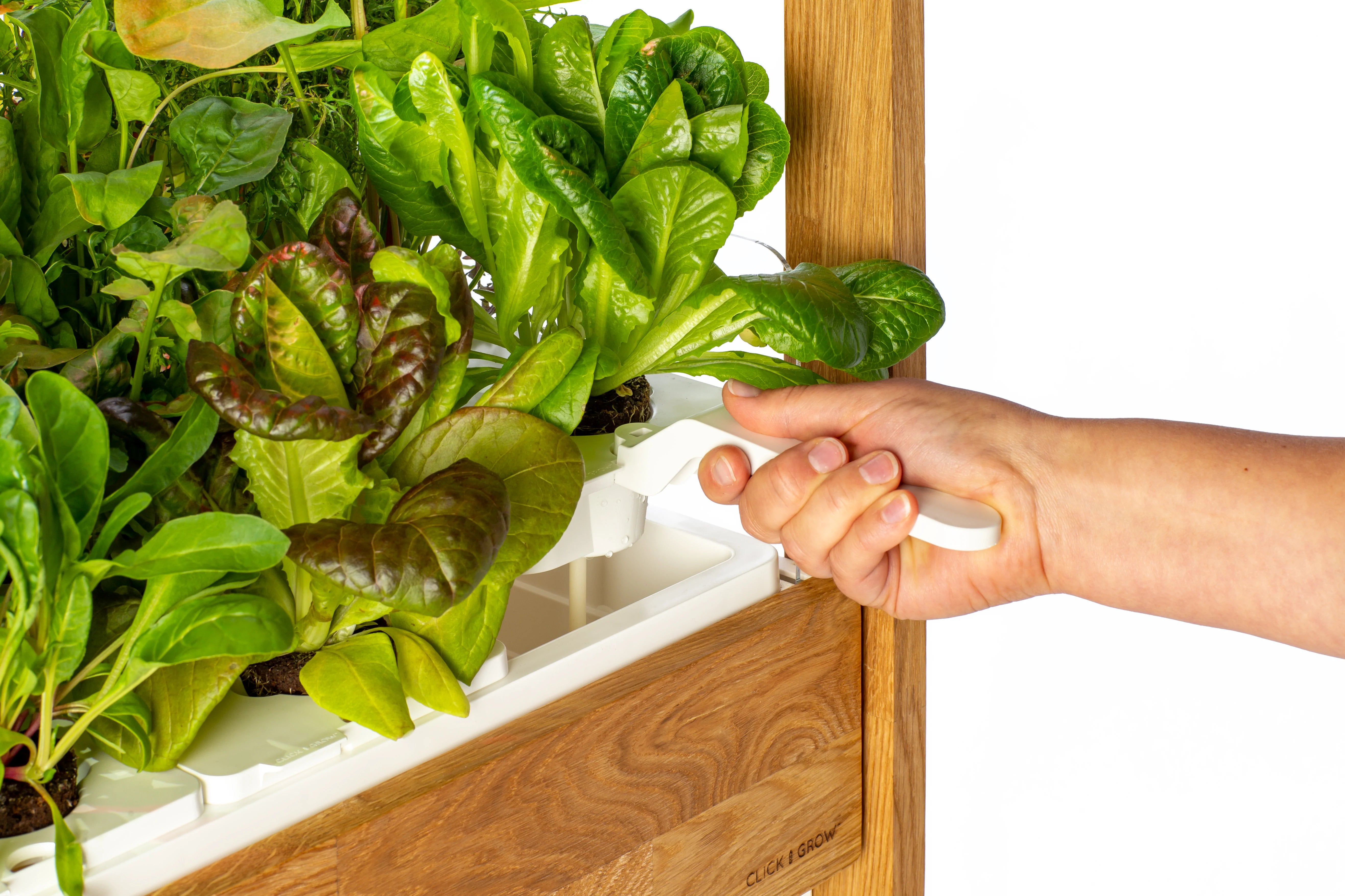 Click & Grow Hand Harvesting Lettuce from Smart Garden 25