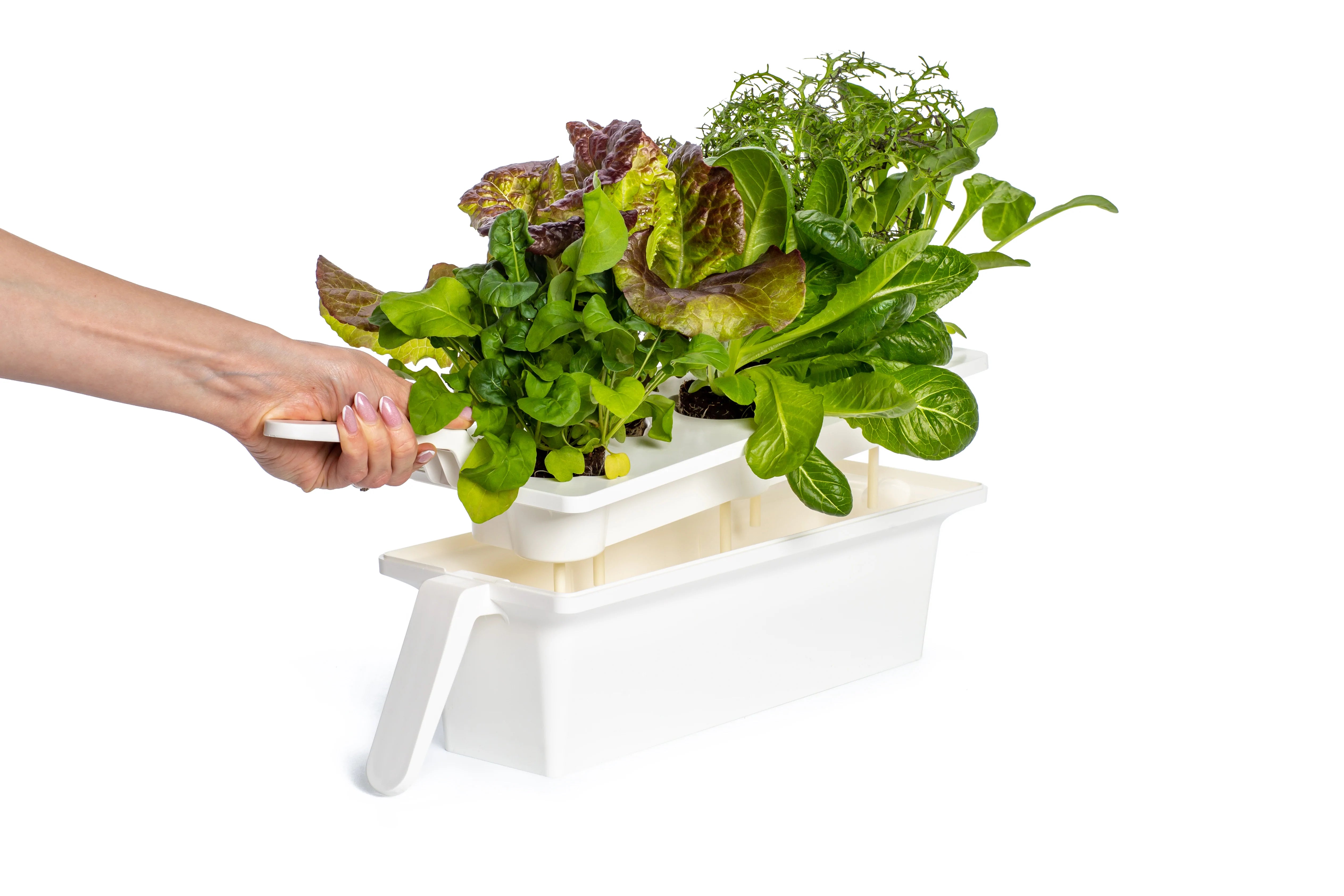 Click & Grow Smart 25 Tray with Lettuce Mix
