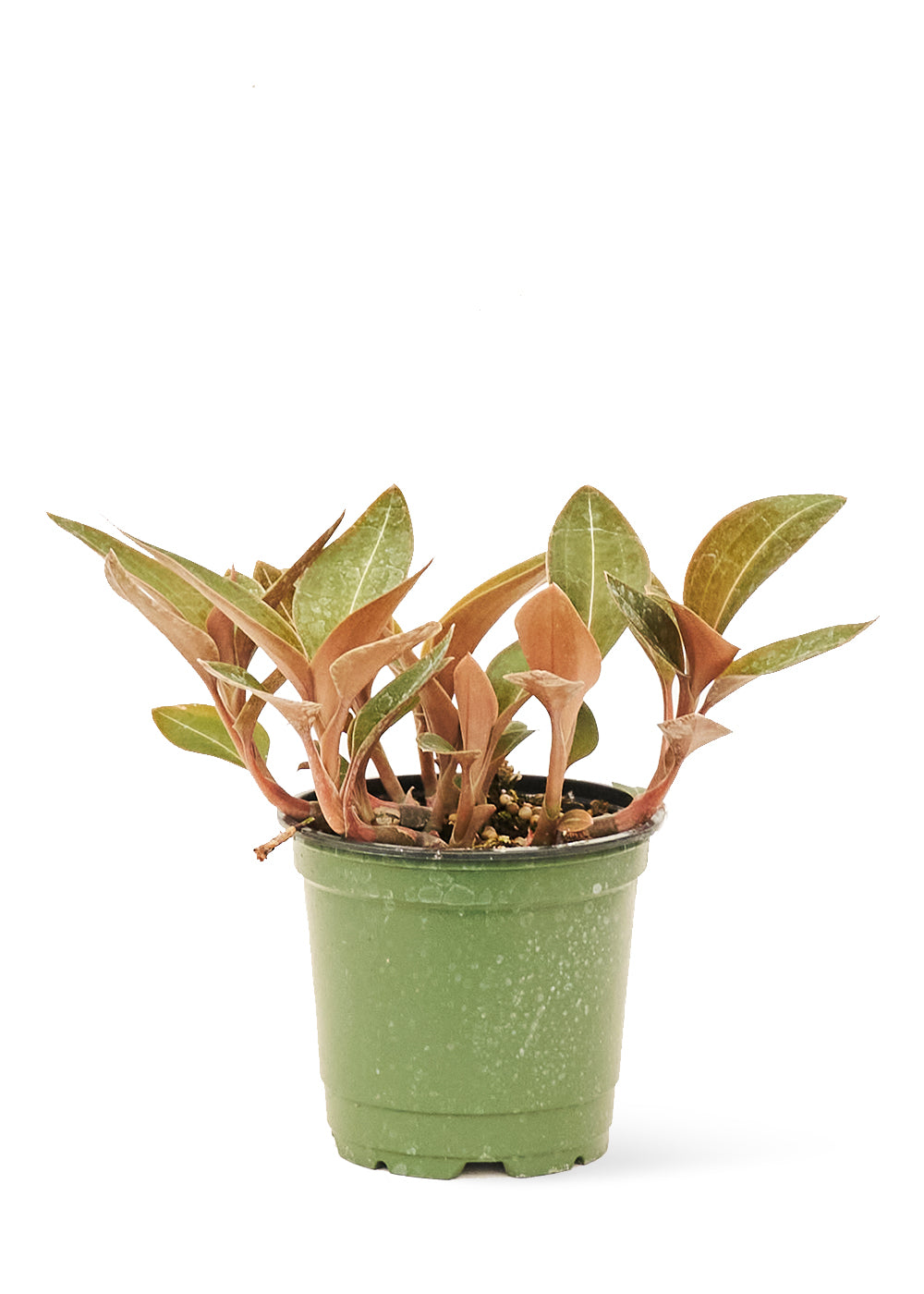 Small size Jewel Orchid 'Discolor' Plant in a growers pot with a white background