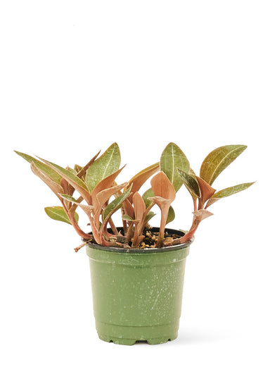 Small size Jewel Orchid 'Discolor' Plant in a growers pot with a white background