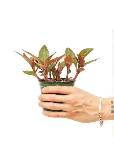 Small size Jewel Orchid 'Discolor' Plant in a growers pot with a white background with a hand holding the pot