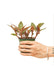 Small size Jewel Orchid 'Discolor' Plant in a growers pot with a white background with a hand holding the pot