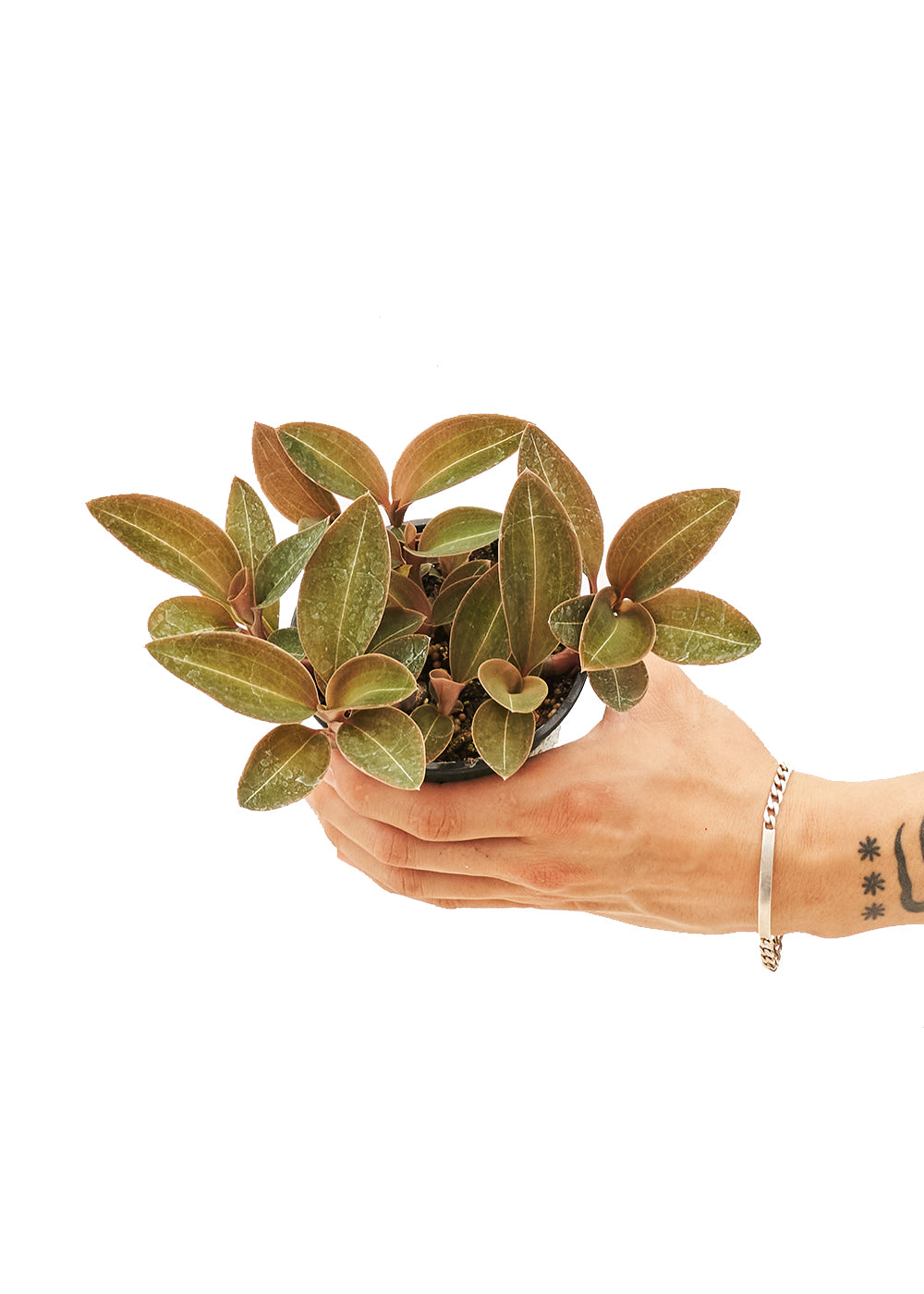 Small size Jewel Orchid 'Discolor' Plant in a growers pot with a white background with a hand holding the pot showing the top view