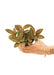 Small size Jewel Orchid 'Discolor' Plant in a growers pot with a white background with a hand holding the pot showing the top view