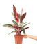 Large size Stromanthe Triostar Plant in a growers pot with a white background with a hand holding the pot