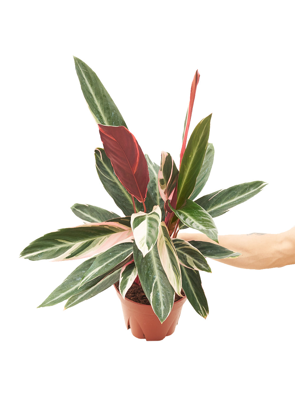 Large size Stromanthe Triostar Plant in a growers pot with a white background with a hand holding the pot showing the top view