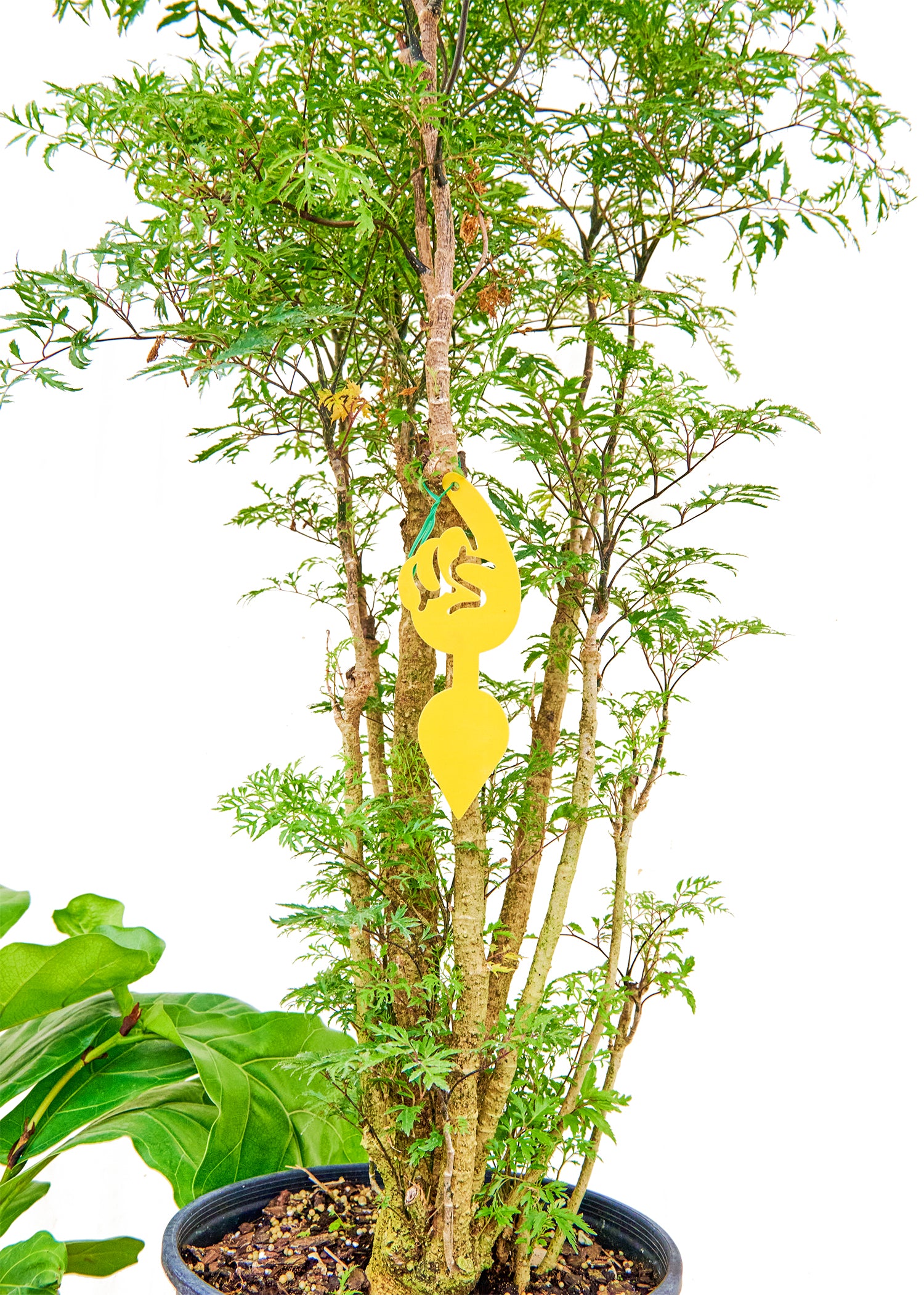 Photo of one of the Super Sticky Gnat Traps on a plant to show usage with a white background