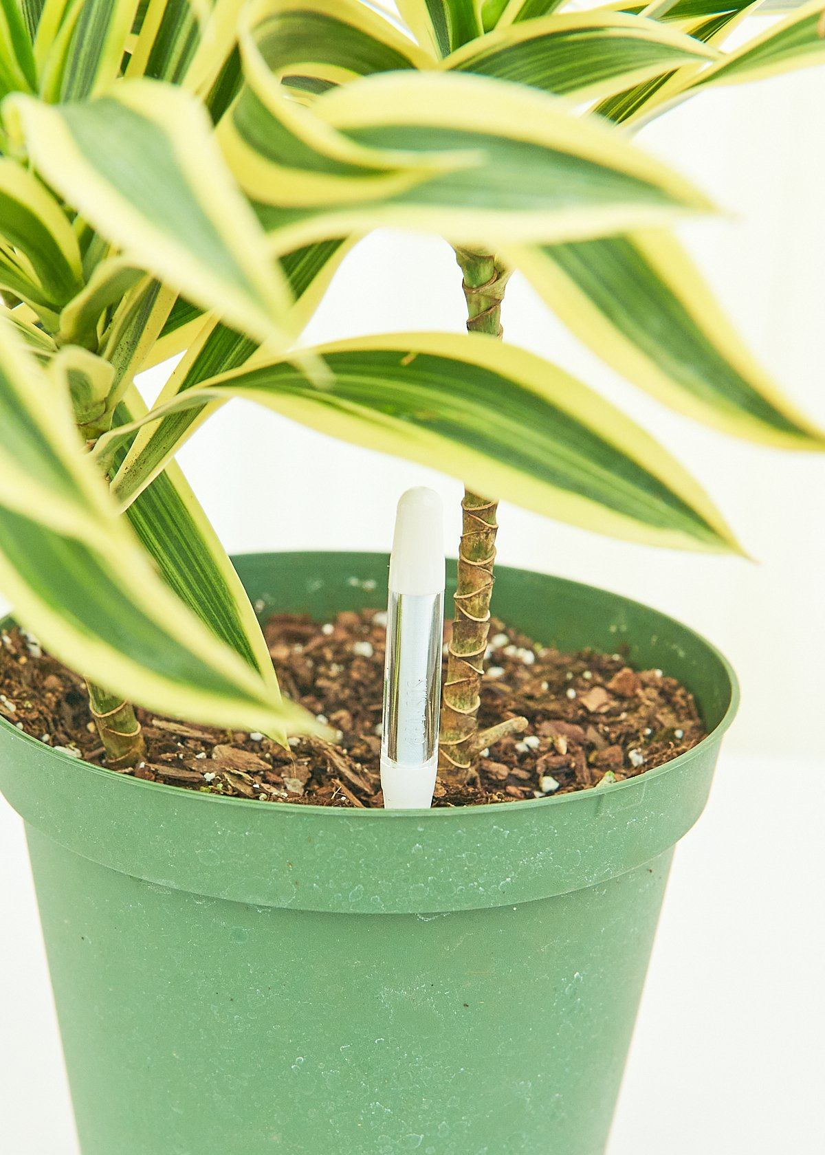 Mid range photo of Moisture Meter in a pot with a plant