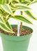Small Moisture Meter in a mid view in a pot with a plant