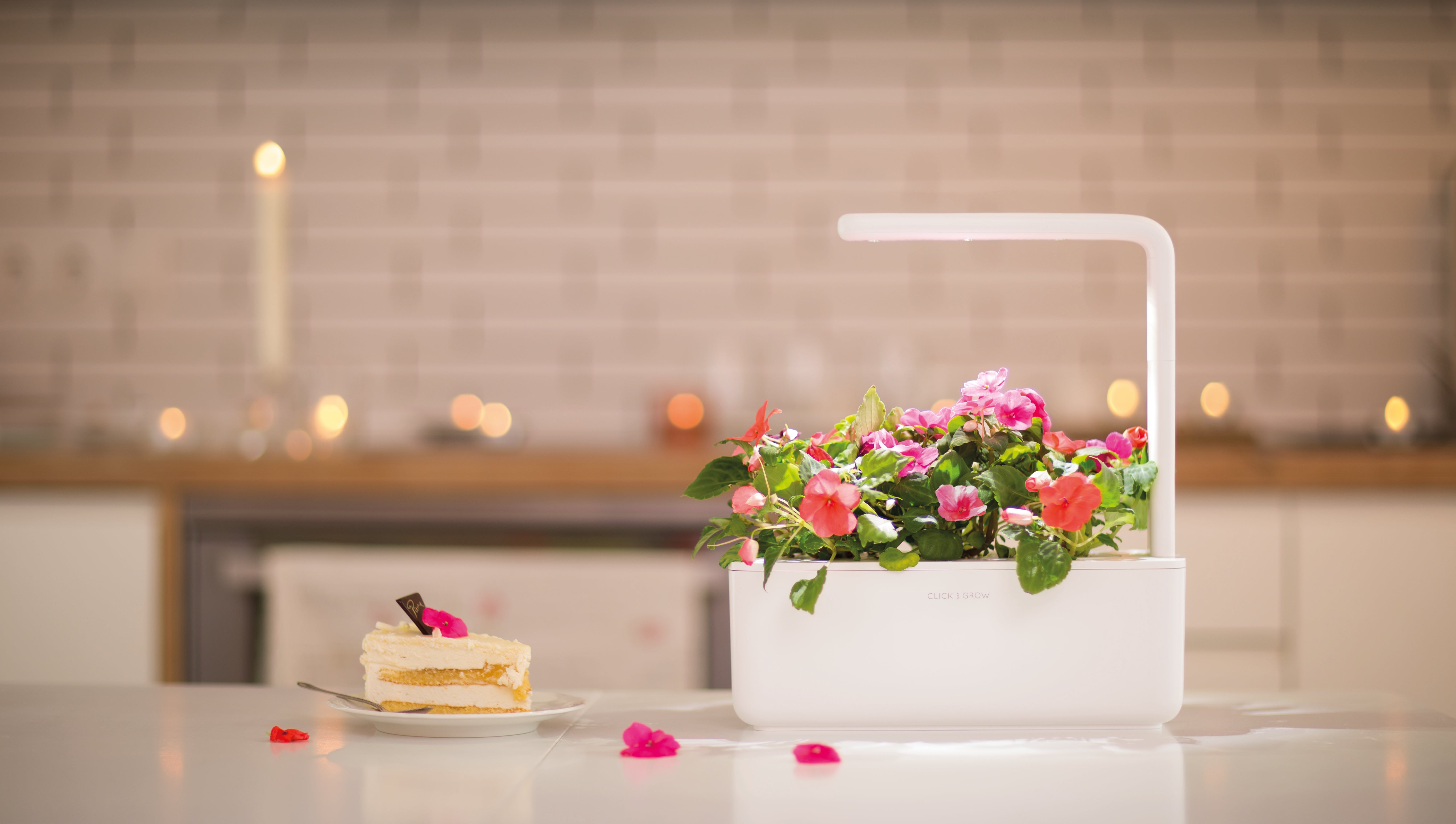 Click & Grow Smart Garden 3 with Piece of Cake next to it
