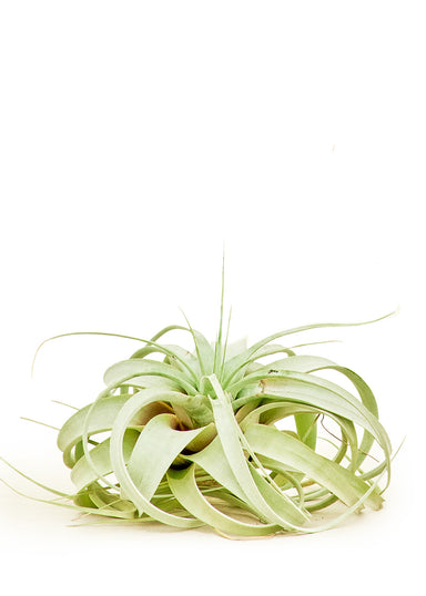 Large size King of Air Plants on a white background