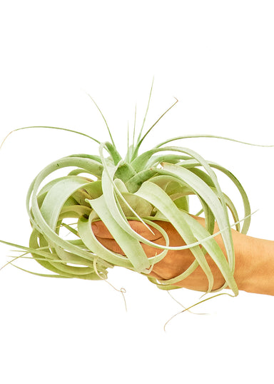 Large size King of Air Plants on a white background with a hand holding the bottom