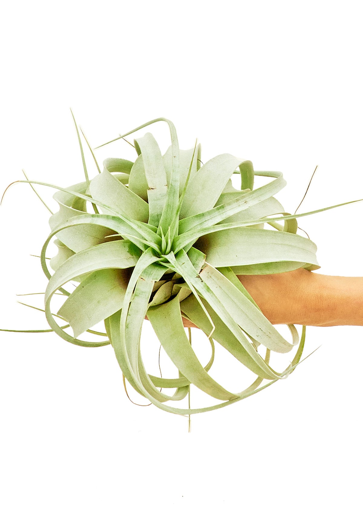 Large size King of Air Plants on a white background with a hand holding it showing the top view