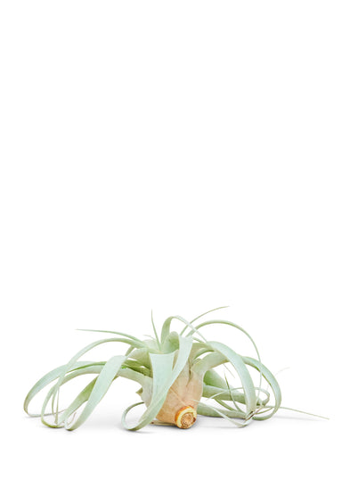 Medium size King of Air Plants with a white background