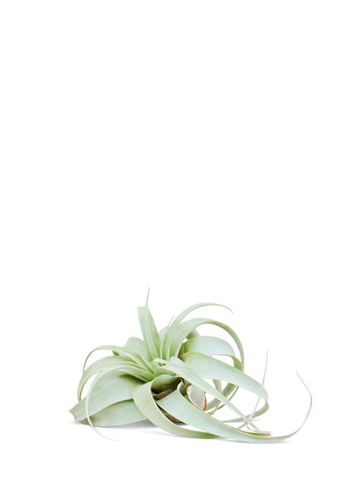 Medium size King of Air Plants with a white background showing the top view