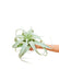 Medium size King of Air Plants with a white background with a hand holding it